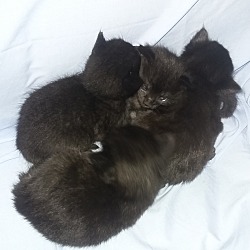 Thumbnail photo of Four tiny black kittens #3
