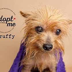 Scruffy yorkie hot sale