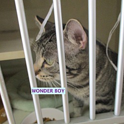 Photo of Wonder Boy-adopted  6-22-19