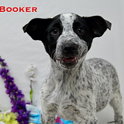 Thumbnail photo of Booker #2