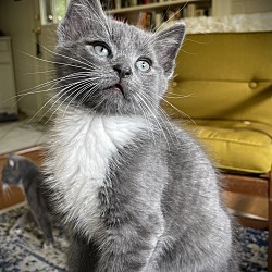 Photo of Pepper Kitten: Ancho (has application)