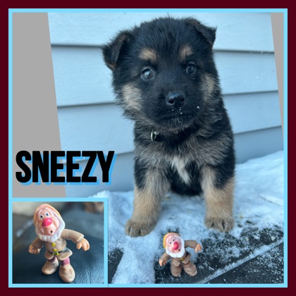 Photo of Sneezy