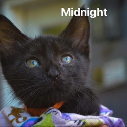 Thumbnail photo of Midnight #2