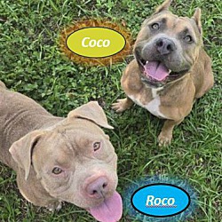 Thumbnail photo of Roco and Coco #3