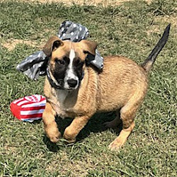 Thumbnail photo of Koe Wetzel Adoption Pending #4