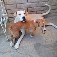 adopt a pet