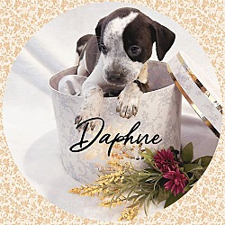 Thumbnail photo of Duchess DAPHNE #1