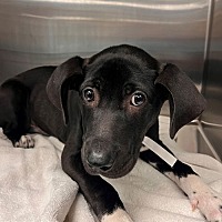 adopt a pet