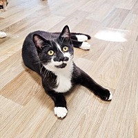 adopt a pet