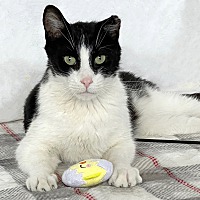 adopt a pet