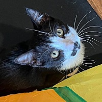 adopt a pet