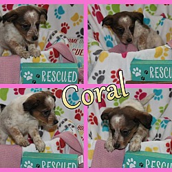 Thumbnail photo of Coral #4