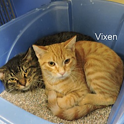 Thumbnail photo of Vixen #1