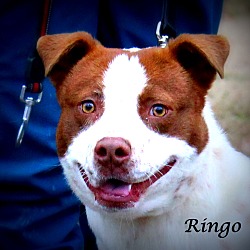 Thumbnail photo of Ringo ~ meet me! #1