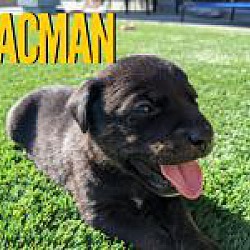 Thumbnail photo of Pacman #1