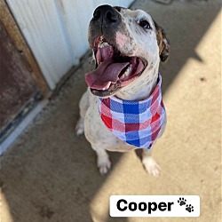 Thumbnail photo of Cooper #3