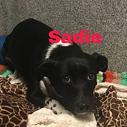 Thumbnail photo of Sadie #3