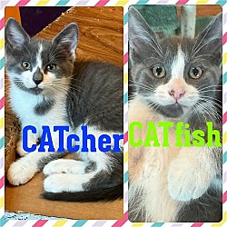Photo of CATcher (with CATfish)