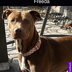 Thumbnail photo of Freeda #3