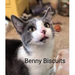 Thumbnail photo of Benny Biscuits #2