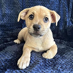 Thumbnail photo of Itasca Pup - Loon #1