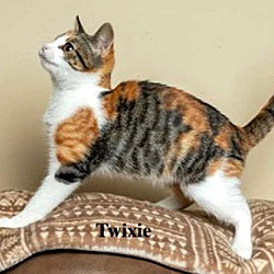 Thumbnail photo of TABBY CALICO COLLECTION #1