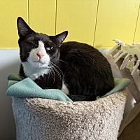 adopt a pet