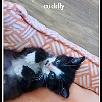 adopt a pet