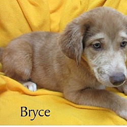 Thumbnail photo of Bryce #3
