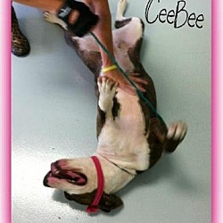 Thumbnail photo of CeeBee #2