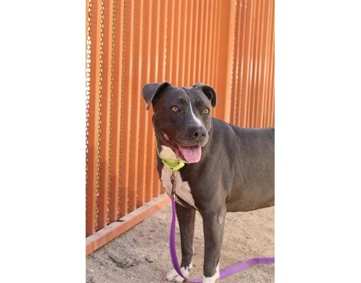 Las Vegas, NV - American Pit Bull Terrier. Meet PANTERA a Pet for ...