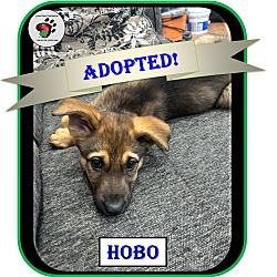 Thumbnail photo of Hobo - ADOPTED! #1