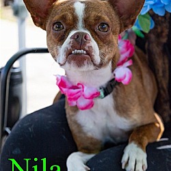 Photo of Nila
