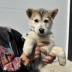 Photo of Husky Pups - Muffin