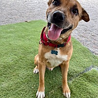 adopt a pet