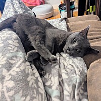 adopt a pet