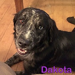 Thumbnail photo of Dakota #3
