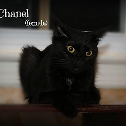 Thumbnail photo of Coco Chanel #3
