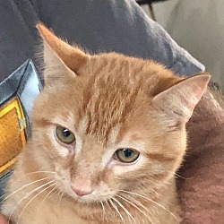 Photo of Orange Tiger Kitty