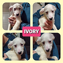 Thumbnail photo of Ivory #1