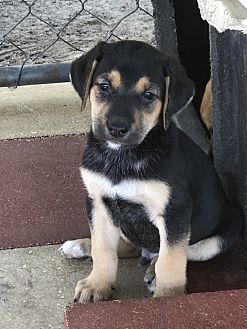 Adopt A Pet Petsmart Charities
