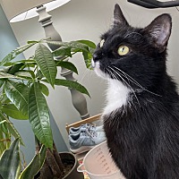 adopt a pet