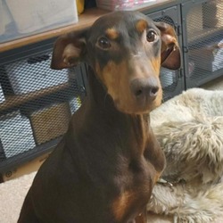 Photo of Willow
