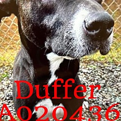 Photo of Duffer