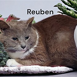 Photo of Reuben