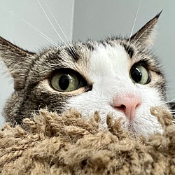 Photo of Cleo-cat-ra