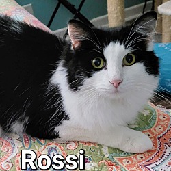 Photo of Rossi