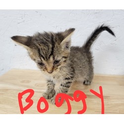 Thumbnail photo of Boggy #1