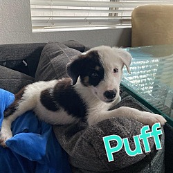 Thumbnail photo of Puff #1