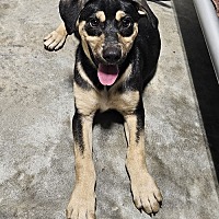 adopt a pet
